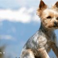 5 Ways to Keep Yorkshire Terriers Cool