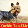 5 Ways to Know If Your Yorkie Is Too Clingy