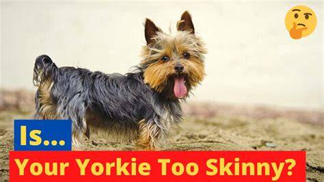 5 Ways to Know If Your Yorkie Is Too Clingy