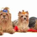 5 Ways to Make Yorkie Grooming Easier