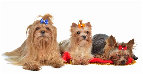 5 Ways to Make Yorkie Grooming Easier