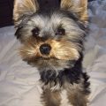 6 Month Yorkie