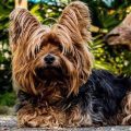 6 Quick Fixes for Yorkie Coat Problems