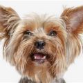 6 Signs Your Yorkie Has Alpha Personality