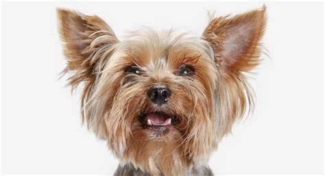 6 Signs Your Yorkie Has Alpha Personality