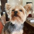 6 Signs Your Yorkie Is Mentally Stimulated