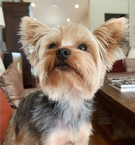 6 Signs Your Yorkie Is Mentally Stimulated