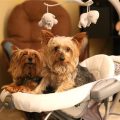 6 Signs Your Yorkie Is Too Stressed