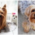 6 Signs Your Yorkie Is Well-Socialized