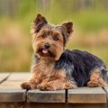 6 Signs Your Yorkshire Terrier Is Insecure