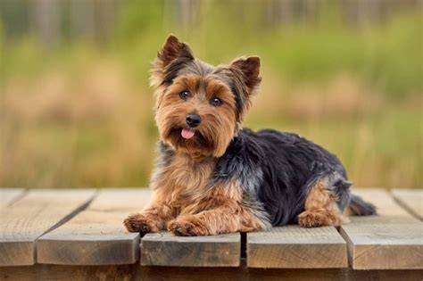 6 Signs Your Yorkshire Terrier Is Insecure