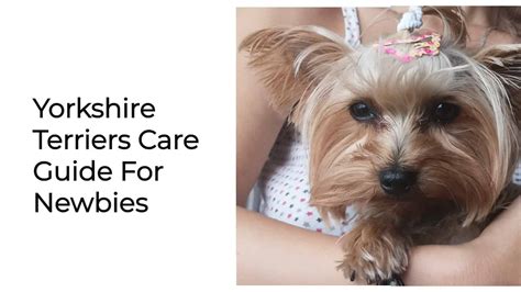 6 Summer Care Essentials for Yorkshire Terriers