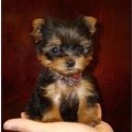 6 Unique Personality Traits of Teacup Yorkies