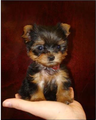 6 Unique Personality Traits of Teacup Yorkies