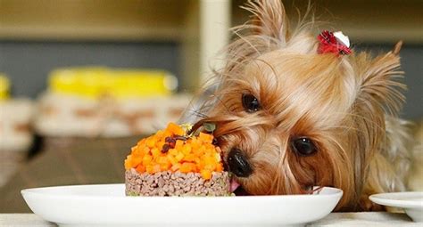 6 Vegetables Your Yorkie Will Love