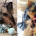 6 Ways Yorkies Show They’re Boss of the House