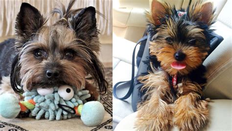 6 Ways Yorkies Show They’re Boss of the House