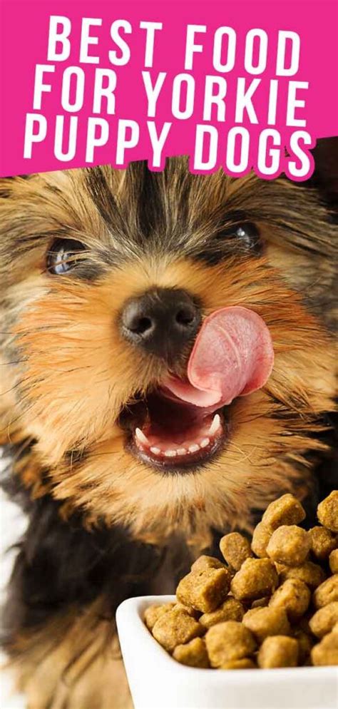 7 Best Foods for Yorkie Puppies