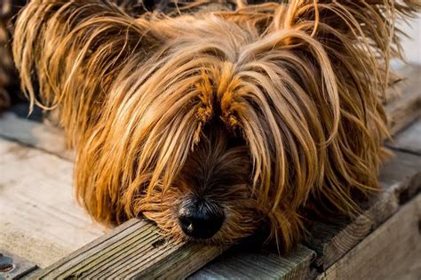 7 Common Health Issues in Yorkshire Terriers