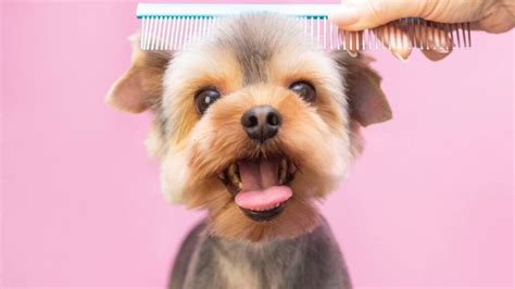 7 Essential Yorkie Grooming Tools Every Owner Needs