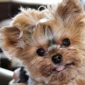 7 Reasons Why Yorkies Make Great ESA Dogs