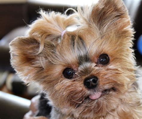 7 Reasons Why Yorkies Make Great ESA Dogs