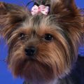 7 Reasons Why Yorkies Make Perfect Companions