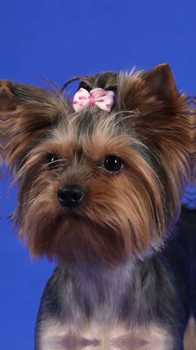 7 Reasons Why Yorkies Make Perfect Companions