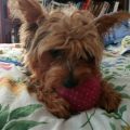 7 Reasons to Choose a Yorkie