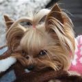 7 Signs Your Yorkie Has Separation Anxiety