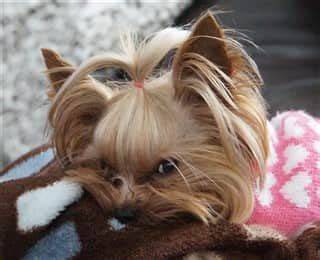 7 Signs Your Yorkie Has Separation Anxiety