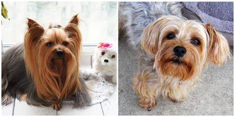 7 Signs Your Yorkie Is Actually Happy Alone