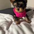 7 Signs Your Yorkie Is Well-Adjusted