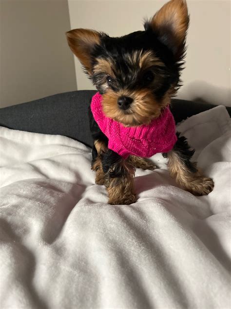 7 Signs Your Yorkie Is Well-Adjusted