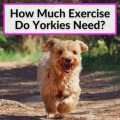 7 Signs Your Yorkie Needs More Exercise