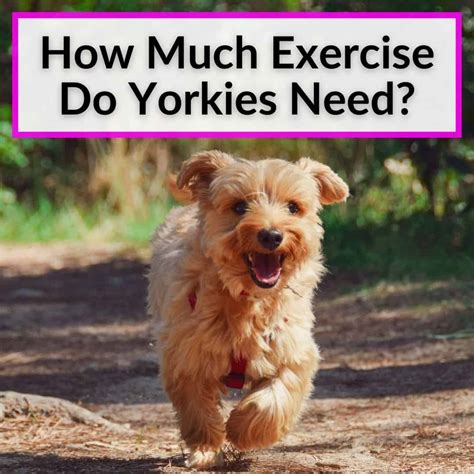 7 Signs Your Yorkie Needs More Exercise