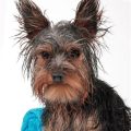 7 Simple Steps to Bathing Your Yorkshire Terrier