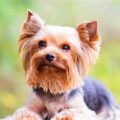 7 Unique Yorkshire Terrier Habits Explained