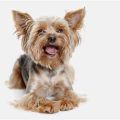 7 Ways Yorkshire Terriers Show Their Loyalty and Love