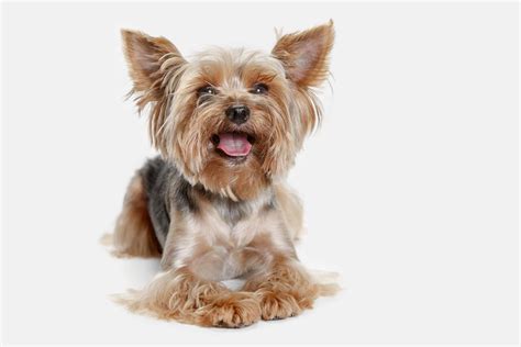 7 Ways Yorkshire Terriers Show Their Loyalty and Love