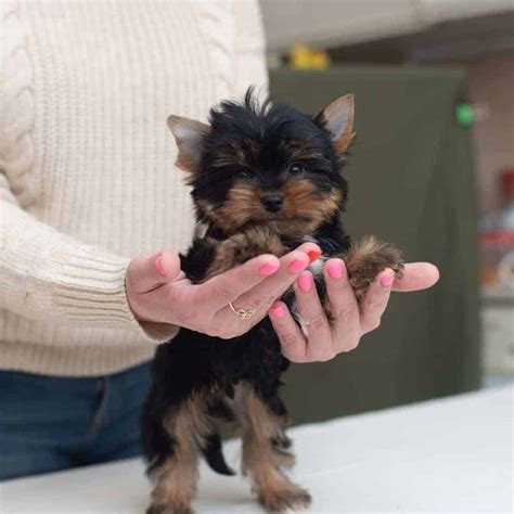 8 Commands Your Yorkie Must Know