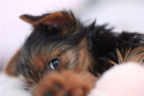 8 Common Yorkie Fear Responses Explained