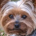 8 Common Yorkie Guarding Behaviors