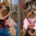 8 Common Yorkie Personality Changes With Age