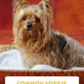 8 Common Yorkie Social Behaviors