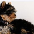 8 Common Yorkie Stress Signals Decoded