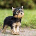 8 Famous Yorkies That Changed Dog History