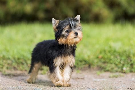 8 Famous Yorkies That Changed Dog History