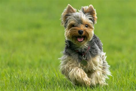 8 Fun Facts About Yorkshire Terriers’ Temperament