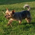 8 Myths About Yorkie Personality Traits Debunked